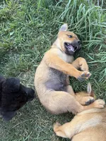 None, a male Chow Chow and Rottweiler for sale in Bad Axe, MI – 4 of 4