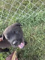 None, a female Chow Chow and Rottweiler for sale in Bad Axe, MI – 2 of 2