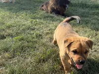 None, a male Chow Chow and Rottweiler for sale in Bad Axe, MI – 2 of 4