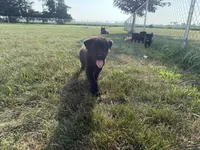 None, a male Chow Chow and Rottweiler for sale in Bad Axe, MI – 3 of 4