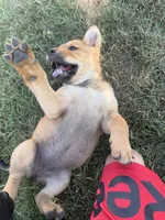 None, a female Chow Chow and Rottweiler for sale in Bad Axe, MI – 3 of 3