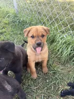 None, a male Chow Chow and Rottweiler for sale in Bad Axe, MI – 3 of 4