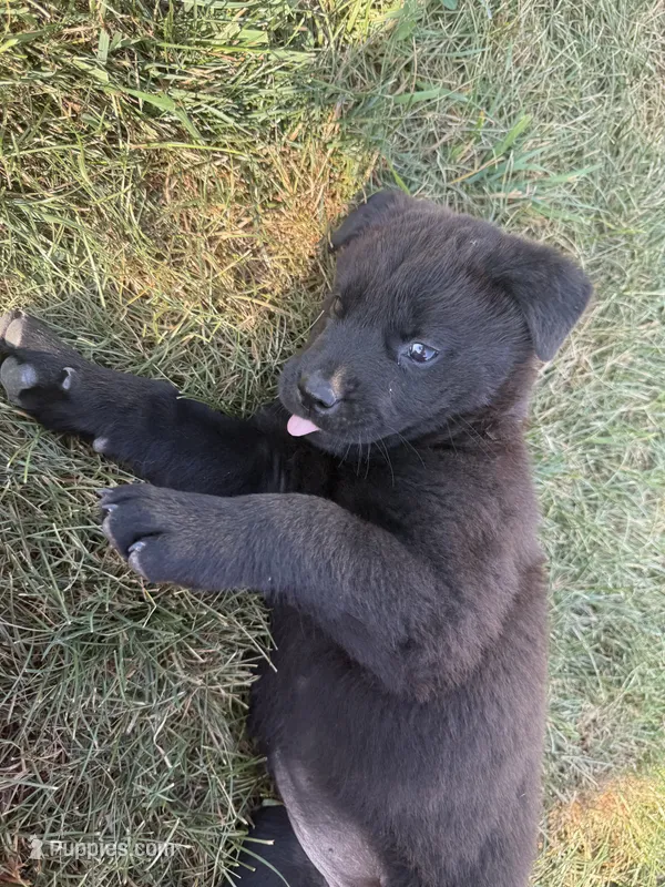 None – Chow Chow, Rottweiler puppy for sale in Bad Axe, MI