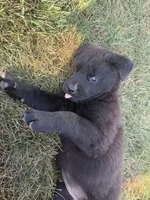 None, a female Chow Chow and Rottweiler for sale in Bad Axe, MI – 1 of 2