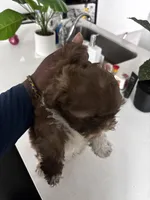Bolo, a male Shih Tzu for sale in Kyle, TX – 1 of 2