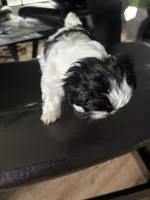 Elly, a female Shih Tzu for sale in Kyle, TX – 2 of 2