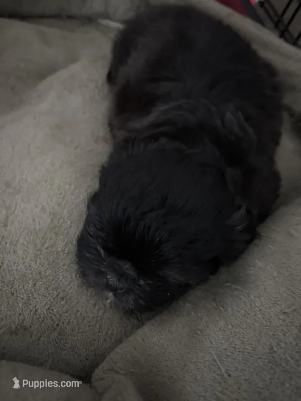 Diamond  – Shih Tzu puppy for sale in Kyle, TX