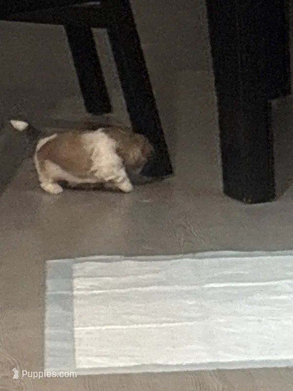 Bella – Shih Tzu puppy for sale in Kyle, TX