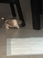 Bella, a male Shih Tzu for sale in Kyle, TX – 1 of 2