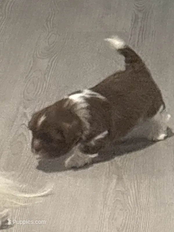 Bryce – Shih Tzu puppy for sale in Kyle, TX