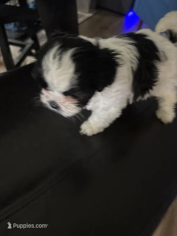 Elly – Shih Tzu puppy for sale in Kyle, TX