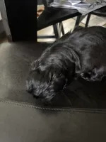Harlow, a female Shih Tzu for sale in Kyle, TX – 4 of 4