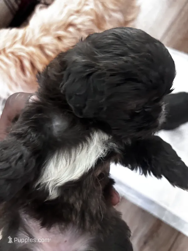 Harlow – Shih Tzu puppy for sale in Kyle, TX