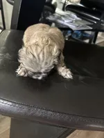Bolo, a male Shih Tzu for sale in Kyle, TX – 2 of 2
