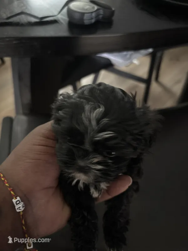 Sally – Shih Tzu puppy for sale in Kyle, TX