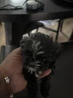 Sally, a female Shih Tzu for sale in Kyle, TX – 1 of 2