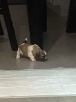 Bella, a male Shih Tzu for sale in Kyle, TX – 2 of 2