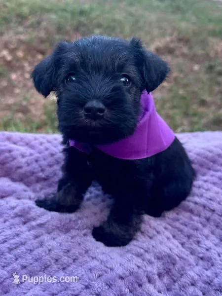 female 2 – Miniature Schnauzer puppy for sale in McCalla, AL