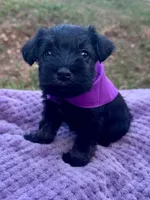 female 2, a female Miniature Schnauzer for sale in McCalla, AL – 1 of 1