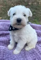 male 1, a male Miniature Schnauzer for sale in McCalla, AL – 1 of 1