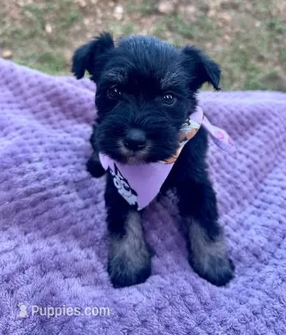 female 1 – Miniature Schnauzer puppy for sale in McCalla, AL