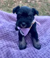 female 1, a female Miniature Schnauzer for sale in McCalla, AL – 1 of 1