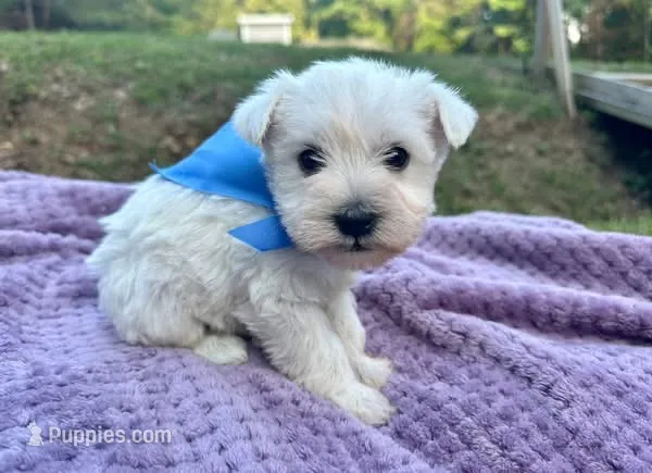 male 2  – Miniature Schnauzer puppy for sale in McCalla, AL