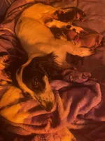 Orange, a male Miniature Dachshund for sale in Louisville, KY – 3 of 3
