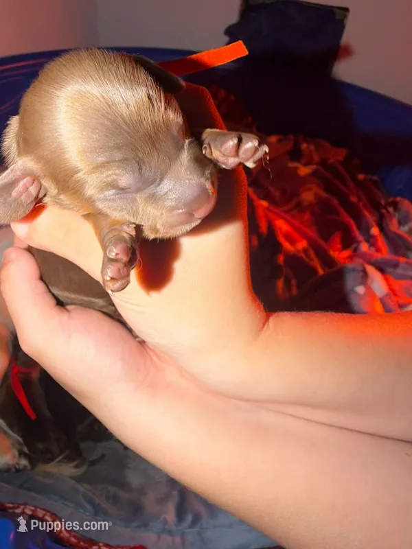 Orange – Miniature Dachshund puppy for sale in Louisville, KY