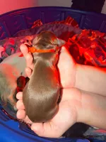Orange, a male Miniature Dachshund for sale in Louisville, KY – 2 of 3