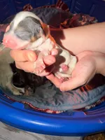 Light Blue, a female Miniature Dachshund for sale in Louisville, KY – 3 of 3