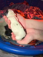 Light Blue, a female Miniature Dachshund for sale in Louisville, KY – 2 of 3