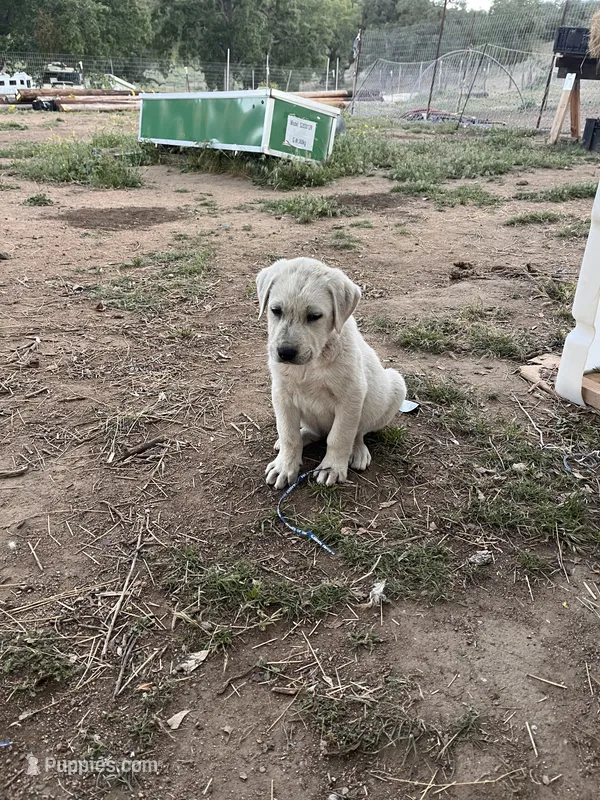 Cotton, a female Anatolian Shepherd Dog for sale in Lebec, CA – 1 of 5