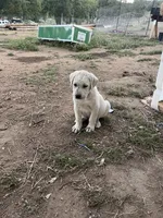 Cotton, a female Anatolian Shepherd Dog for sale in Lebec, CA – 1 of 5