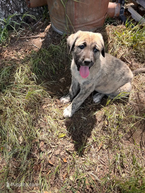 Rosy – Anatolian Shepherd Dog puppy for sale in Lebec, CA