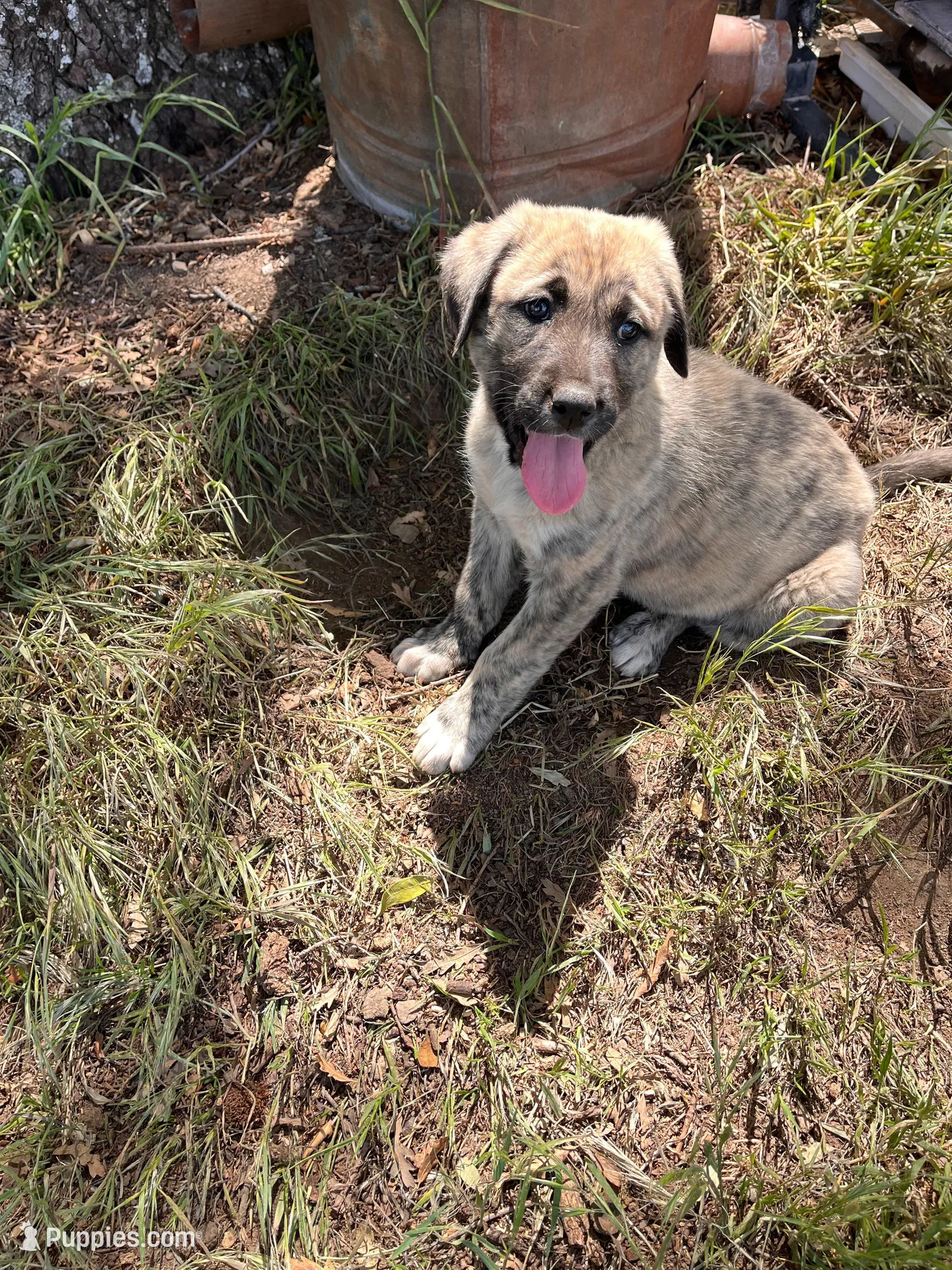 Rosy, a female Anatolian Shepherd Dog for sale in Lebec, CA – 1 of 5