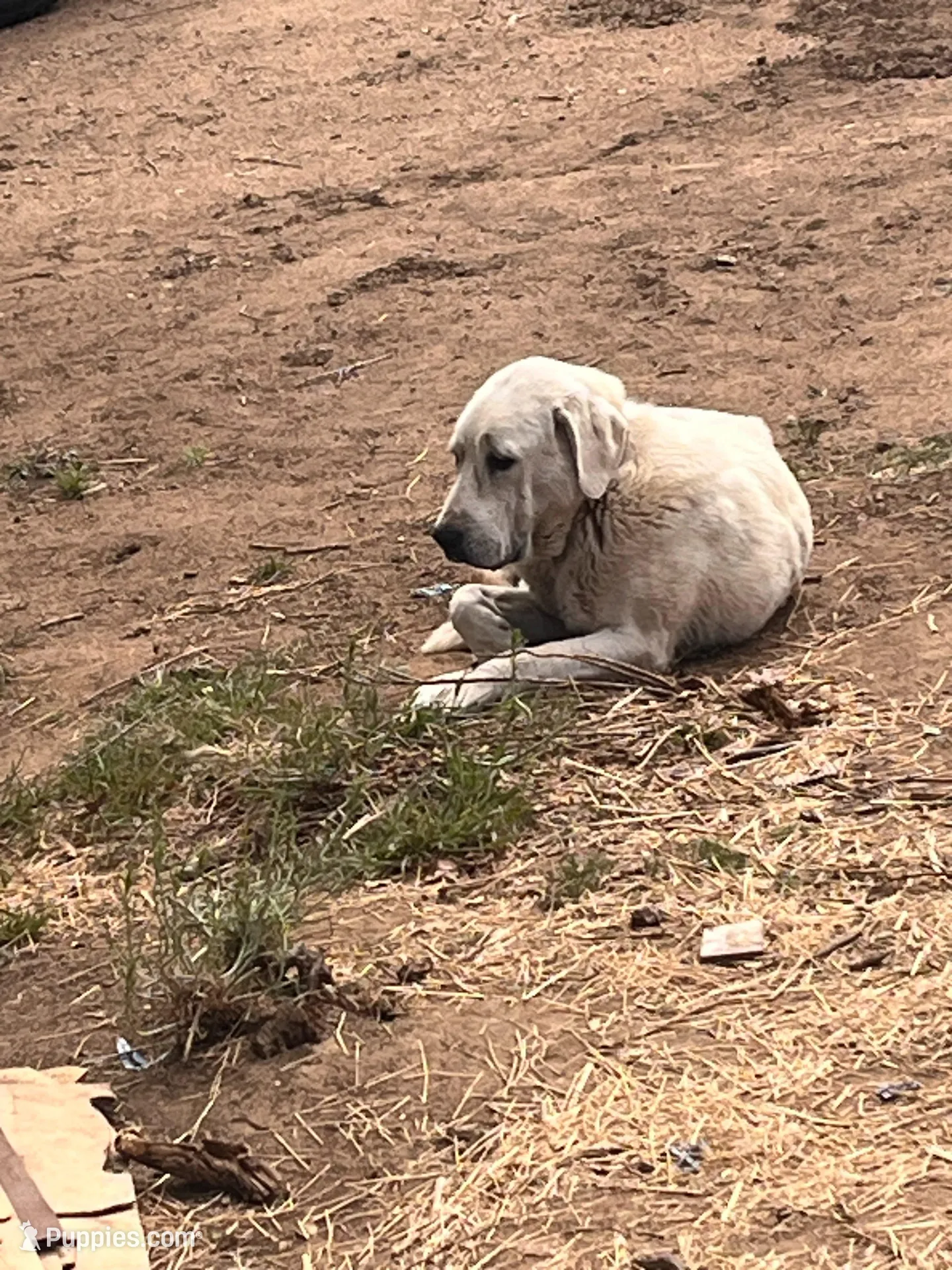 Rosy, a female Anatolian Shepherd Dog for sale in Lebec, CA – 3 of 5