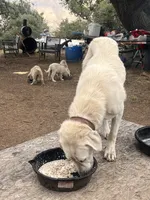 Marble, a female Anatolian Shepherd Dog for sale in Lebec, CA – 5 of 5