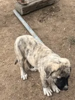 Marble, a female Anatolian Shepherd Dog for sale in Lebec, CA – 4 of 5