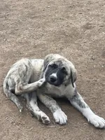 Marble, a female Anatolian Shepherd Dog for sale in Lebec, CA – 2 of 5