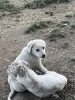 Cotton, a female Anatolian Shepherd Dog for sale in Lebec, CA – 2 of 5
