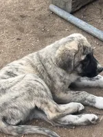 Marble, a female Anatolian Shepherd Dog for sale in Lebec, CA – 3 of 5