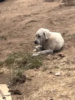 Cotton, a female Anatolian Shepherd Dog for sale in Lebec, CA – 5 of 5