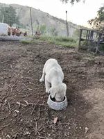 Cotton, a female Anatolian Shepherd Dog for sale in Lebec, CA – 3 of 5