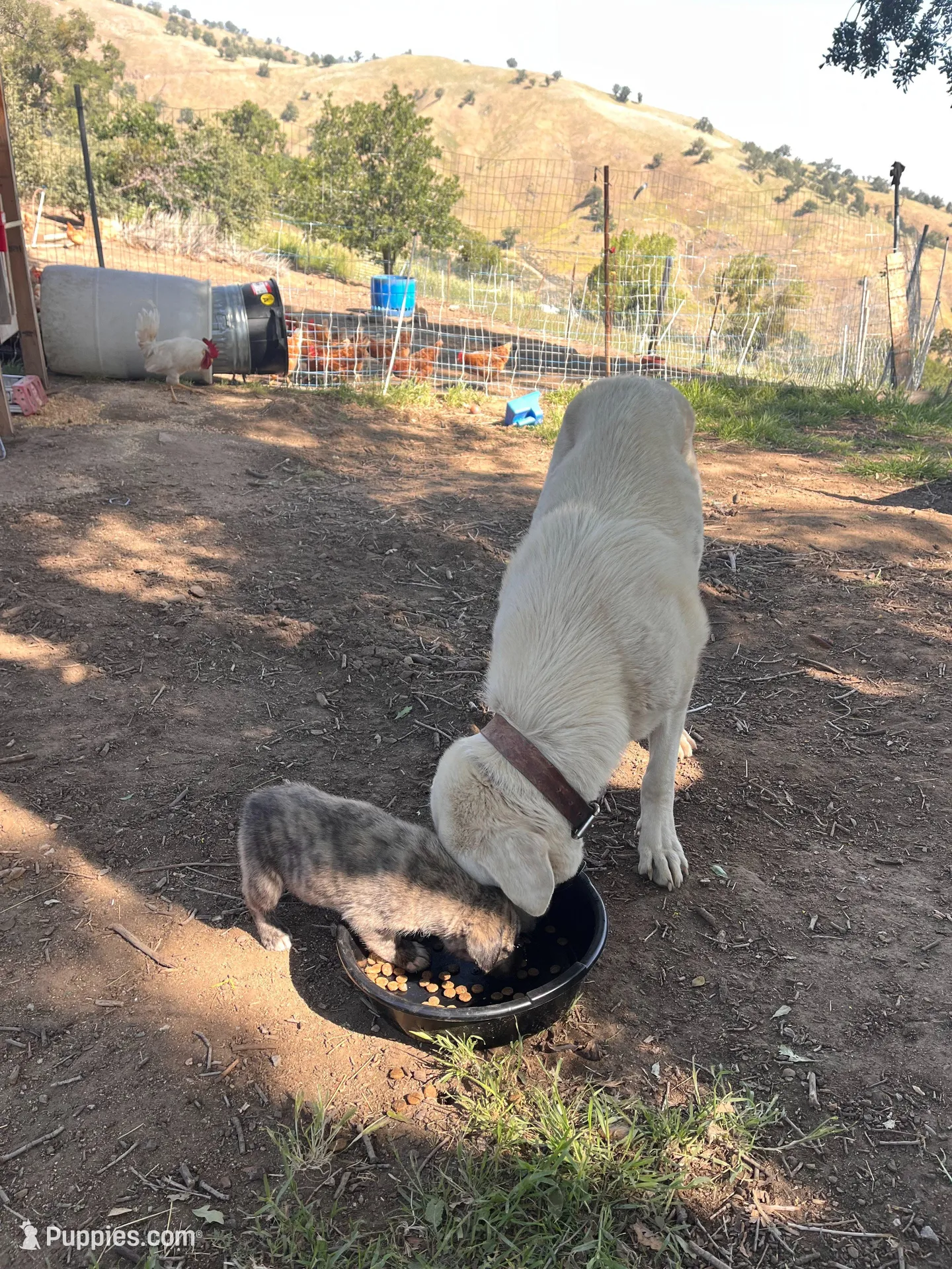 Rosy, a female Anatolian Shepherd Dog for sale in Lebec, CA – 2 of 5