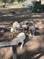Rosy, a female Anatolian Shepherd Dog for sale in Lebec, CA – 5 of 5