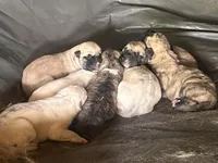 Rosy, a female Anatolian Shepherd Dog for sale in Lebec, CA – 4 of 5