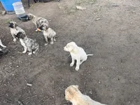 Cotton, a female Anatolian Shepherd Dog for sale in Lebec, CA – 4 of 5