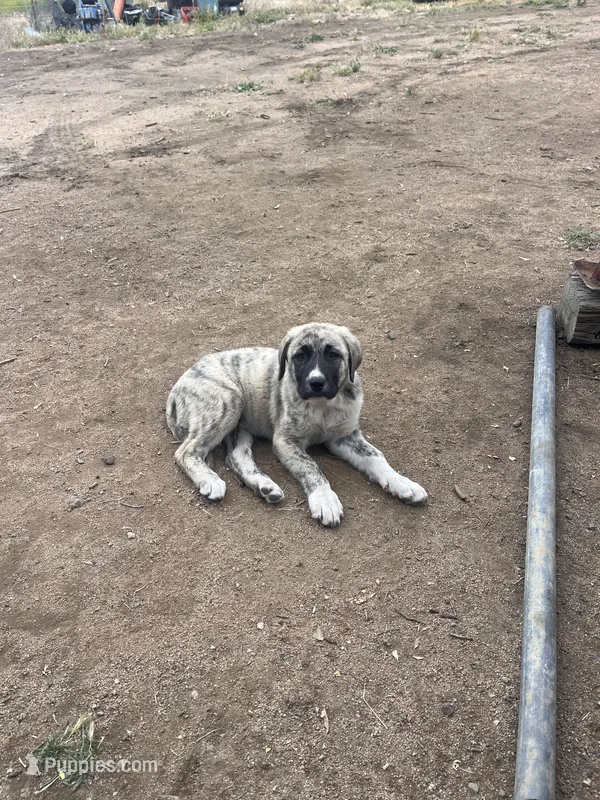 Marble – Anatolian Shepherd Dog puppy for sale in Lebec, CA