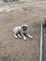 Marble, a female Anatolian Shepherd Dog for sale in Lebec, CA – 1 of 5